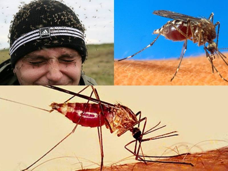 Откуда берутся комары