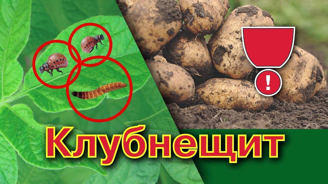Как бороться с проволочником на картошке: самые эффективные способы