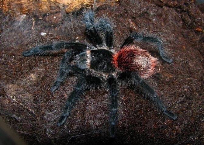 Самый большой паук в мире - топ 10 с фото и видео