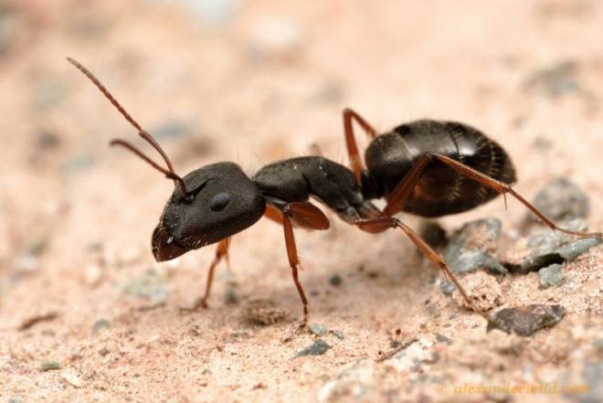 Древесные муравьи: как избавиться от древоточцев в деревянном доме