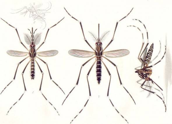 Сколько живут комары в квартире и после укуса?