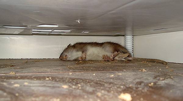 Как избавиться от крыс в квартире на первом этаже - эффективные средства и способы