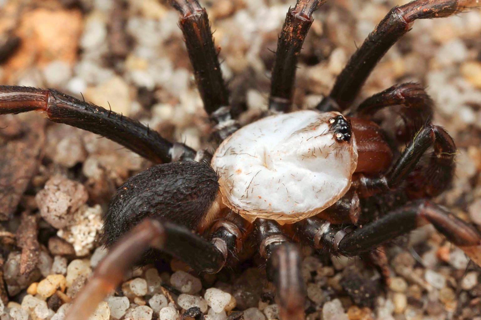 Какие они – самые опасные пауки в мире?