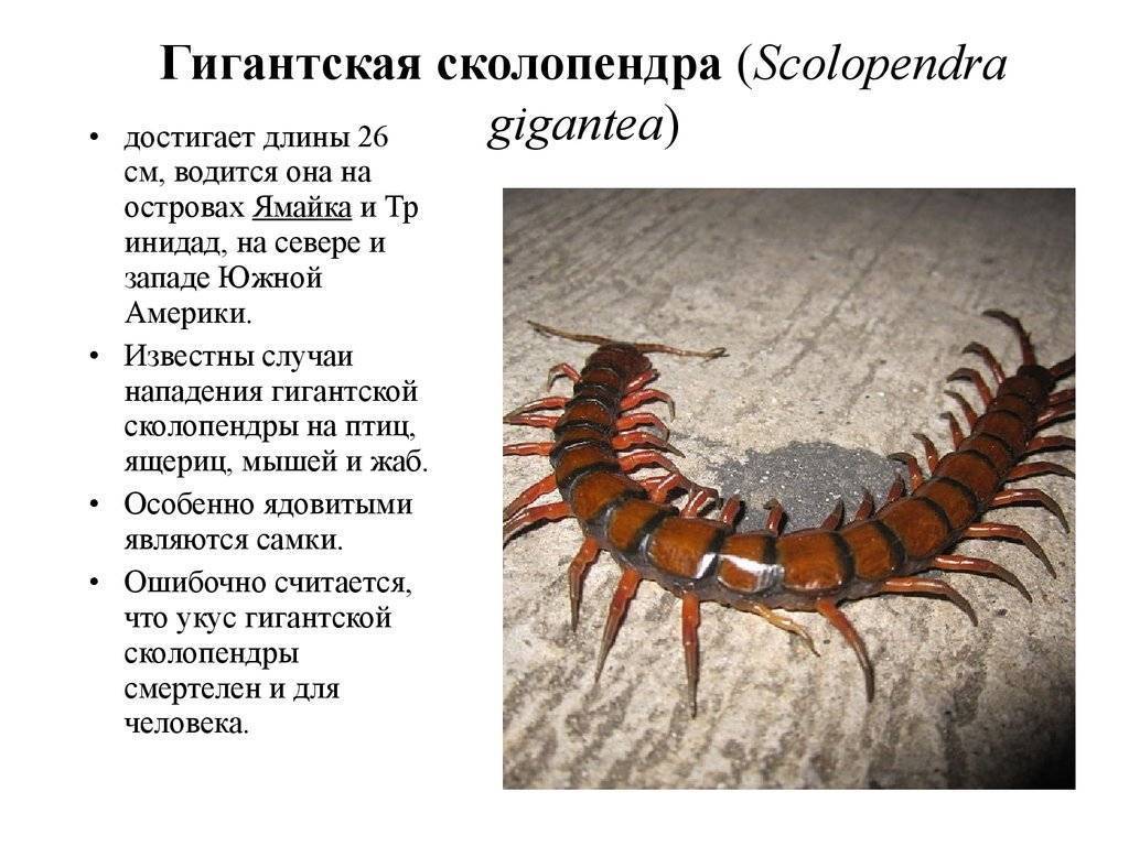 Крымская сколопендра - чем опасен её укус для человека