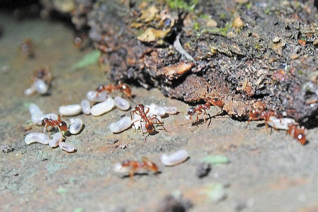 От муравьев народные средства в огороде. как избавиться от муравьев в саду и огороде народными средствами? | здоровое питание