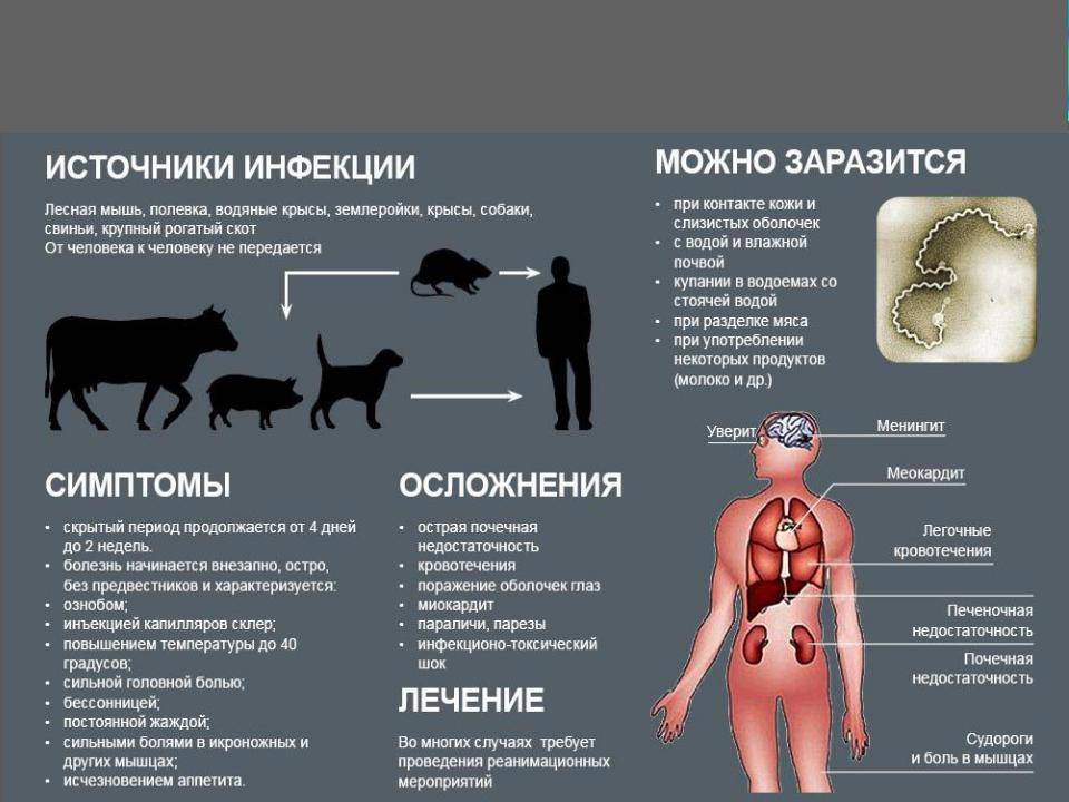 Что делать если укусила крыса за палец, насколько это опасно?