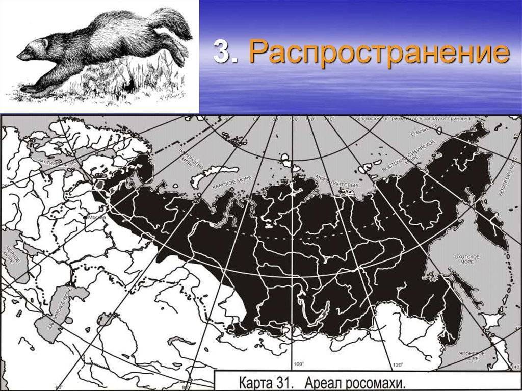 Виды муравьев: отряды, рода, типы, разновидности в россии и фото русский фермер