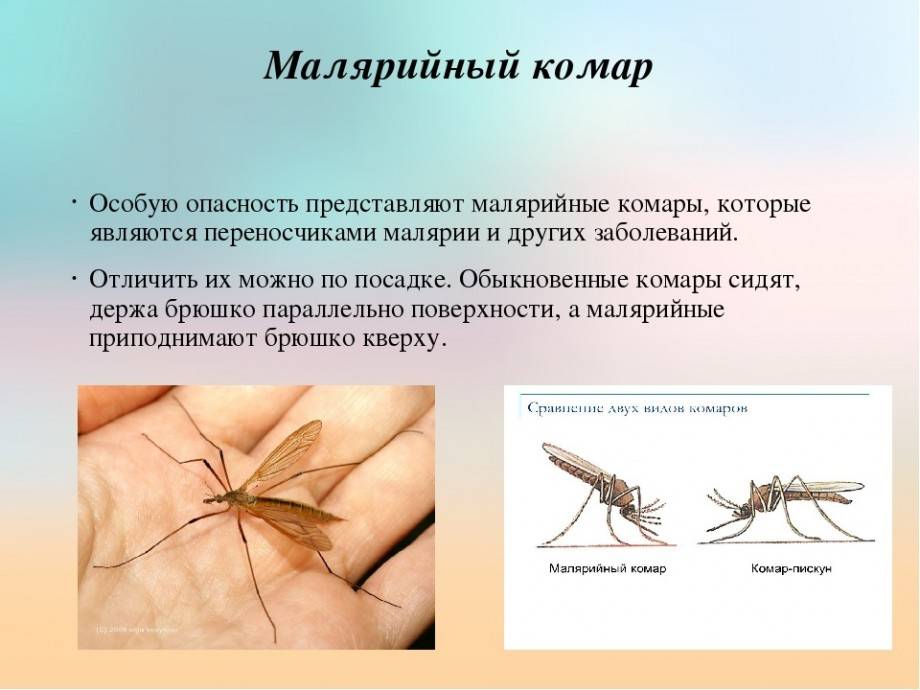 Сколько живет комар пискун, какие есть ещё виды комаров и другие интересные факты