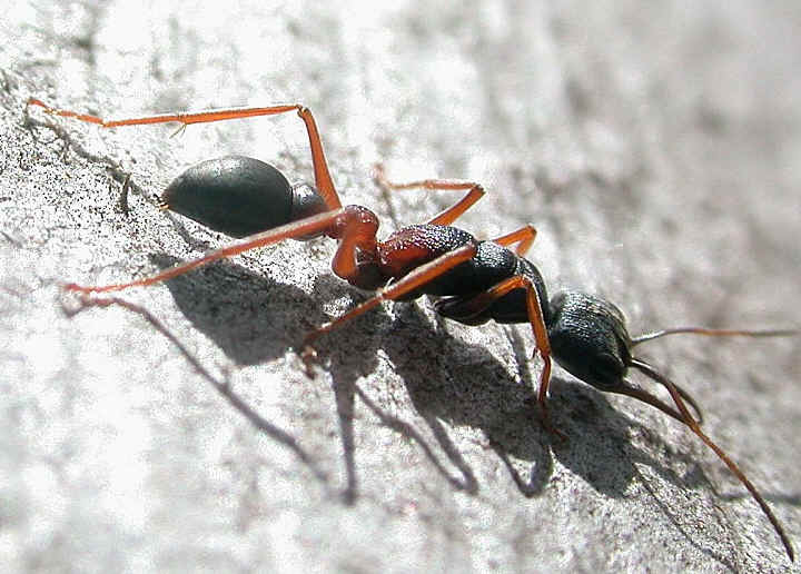 Чёрный муравей-бульдог — википедия. что такое чёрный муравей-бульдог