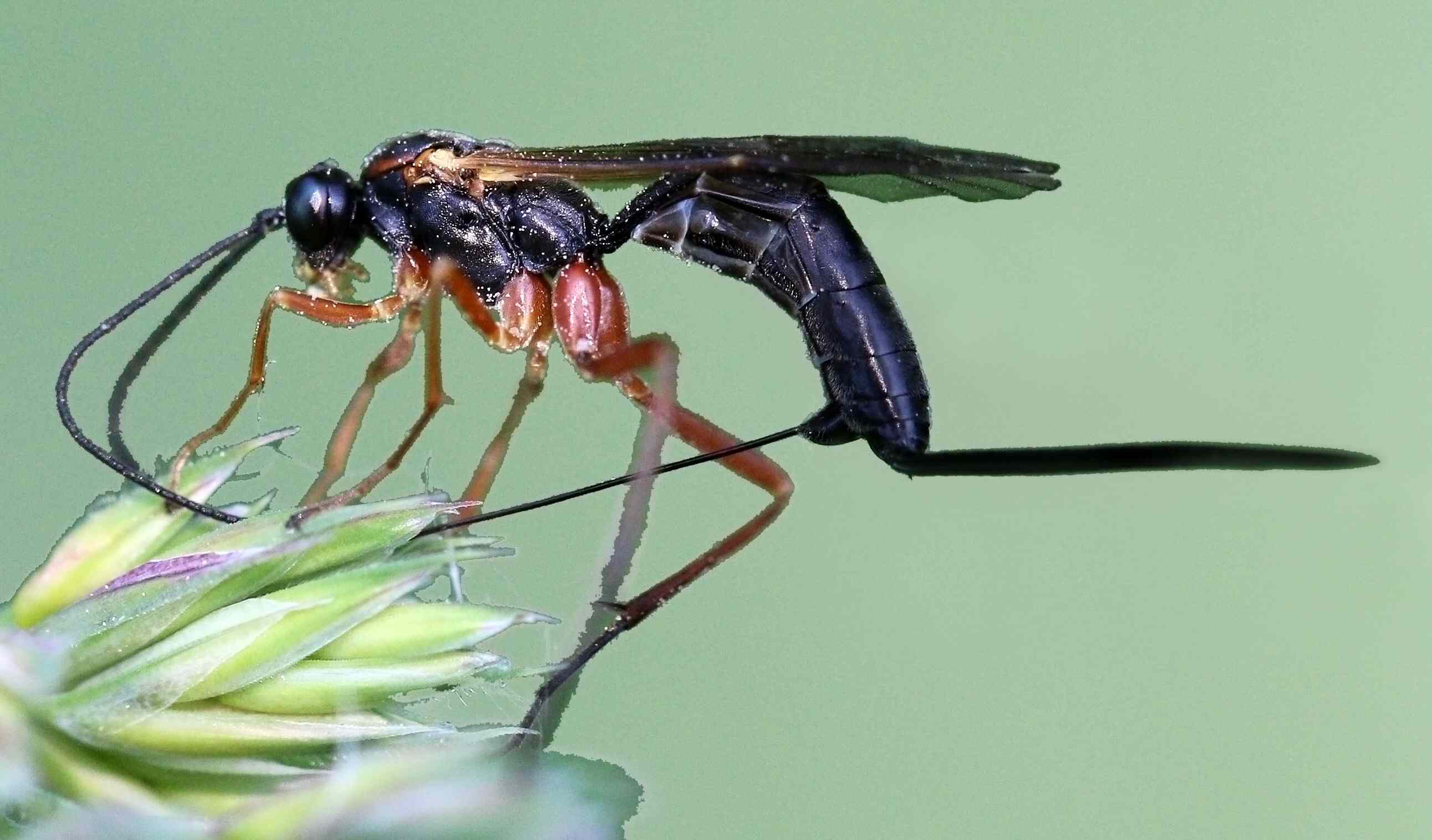Оса-наездник – описание насекомого и его жизни