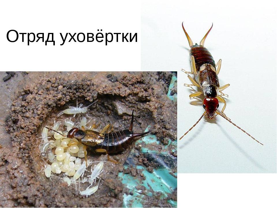 Уховертки - фото и описание насекомого, опасны ли для человека