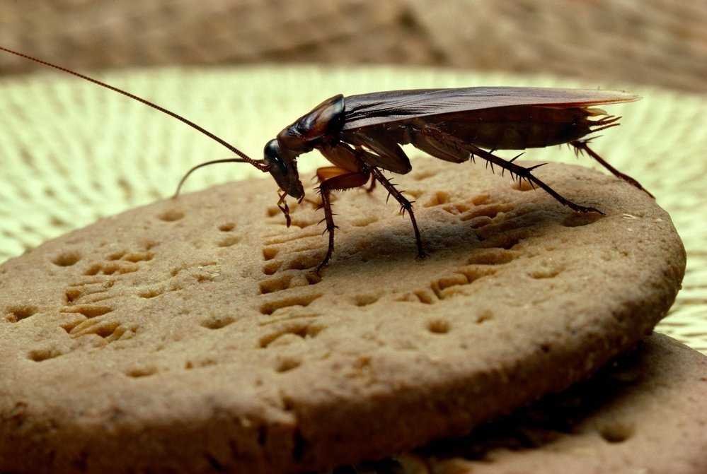 Интересные факты о тараканах