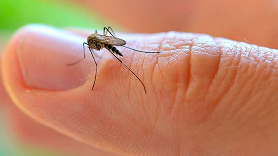 Правда ли, что в исландии не живут комары