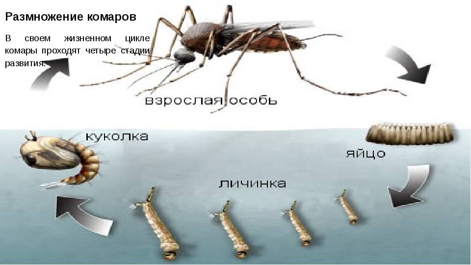 15 интересных фактов о комарах, которые вас удивят. почему они нас кусают? фото — ботаничка