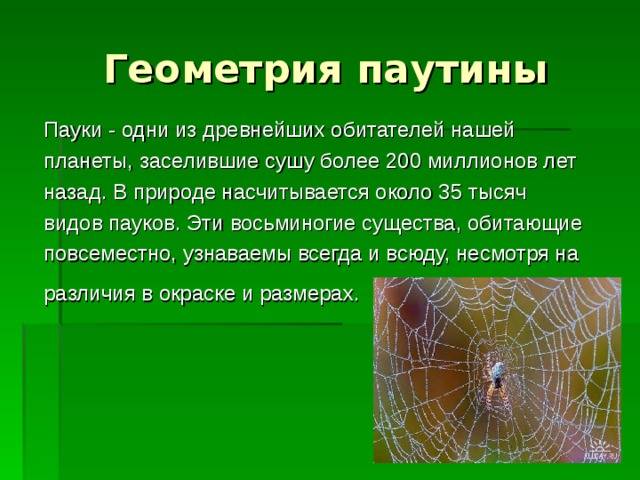Паутина паука: как плетёт, откуда она берётся, фото, видео