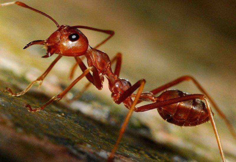К чему снятся муравьи