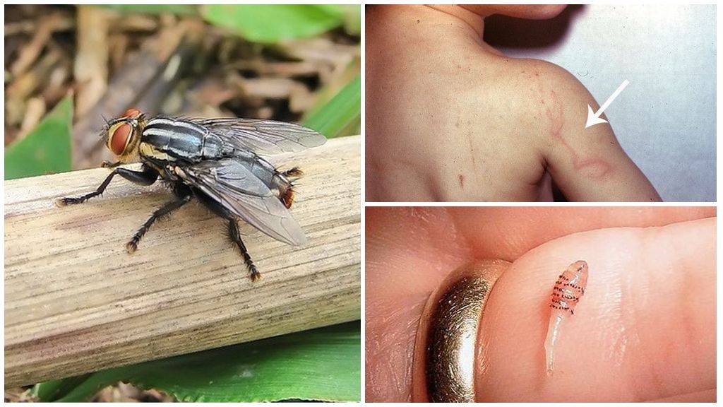 ​65 интересных фактов о мухах