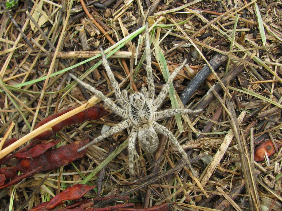 Описание, фото и основные особенности одного из самых интересных видов пауков в россии и мире — тарантула
