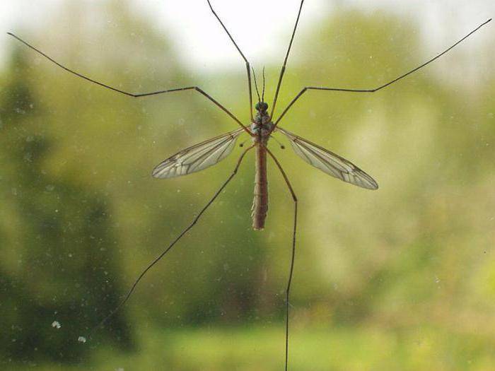Комар долгоножка: чем опасен, как называется, фото