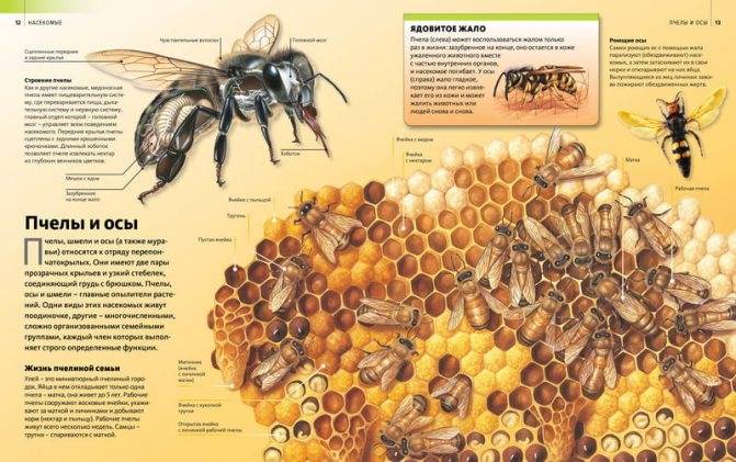 Карпатская порода пчел: особенности содержания