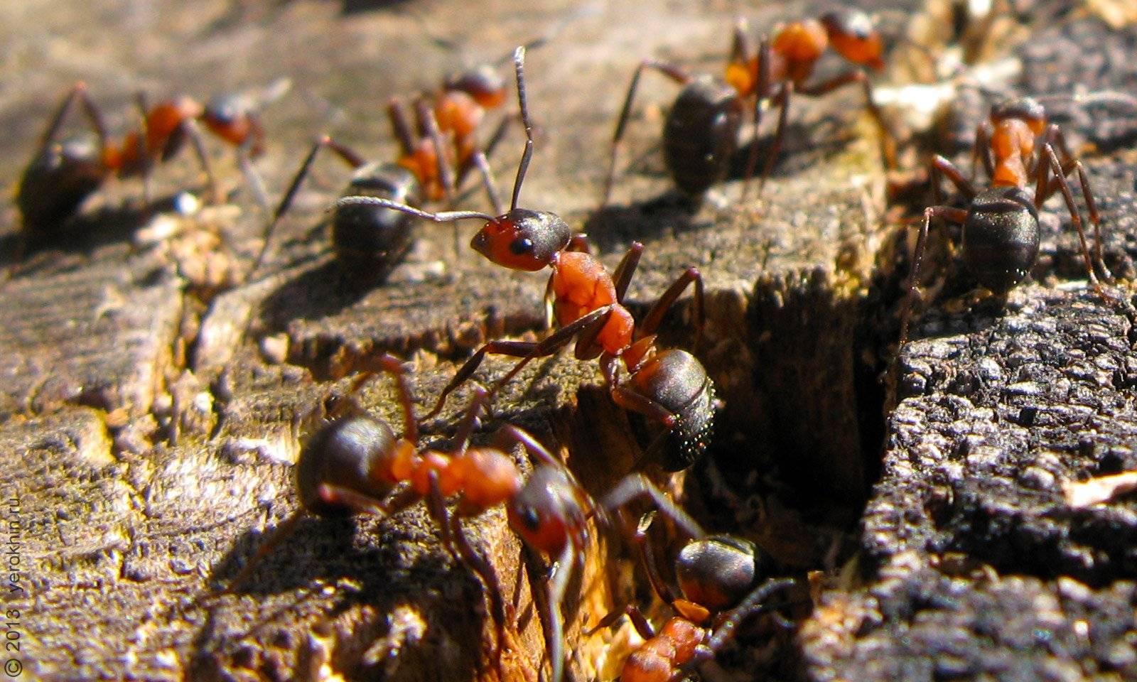 Как готовятся к зиме муравьи и где они зимуют?