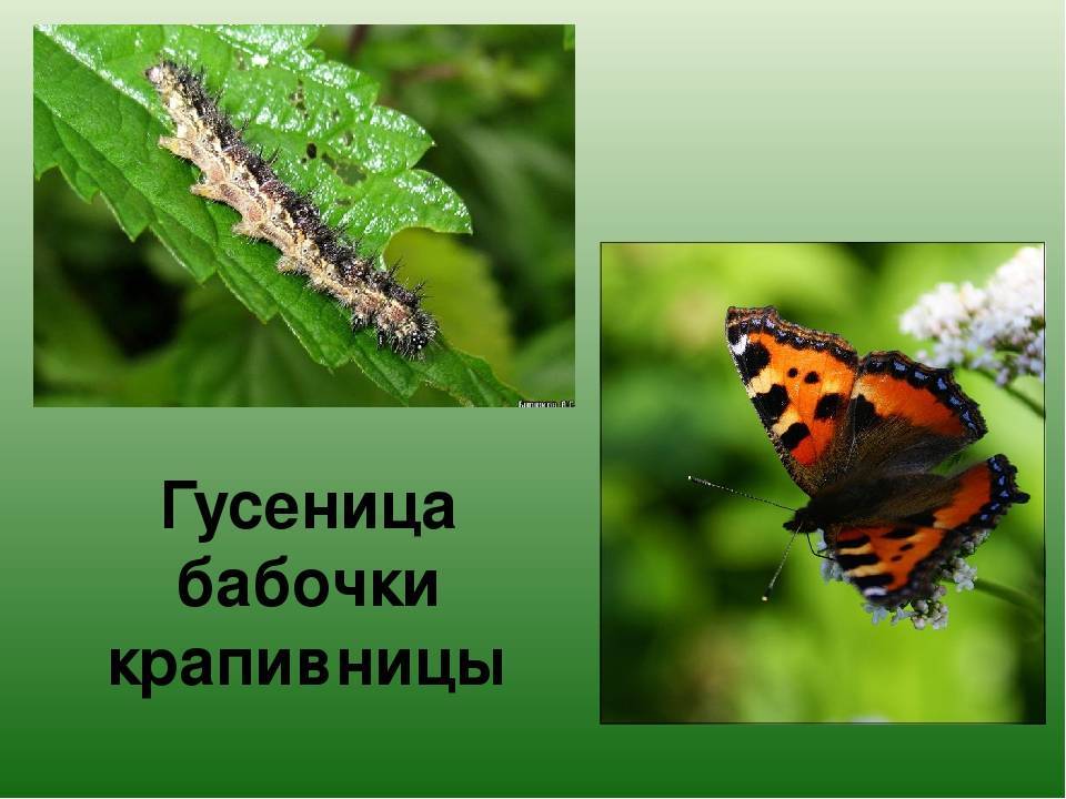 Бабочка крапивница: питание, образ жизни, места обитания