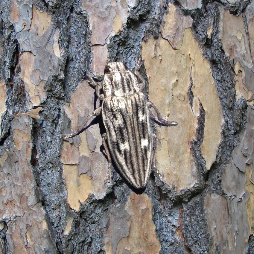 Златка большая сосновая: особенности видов из семейства buprestidae