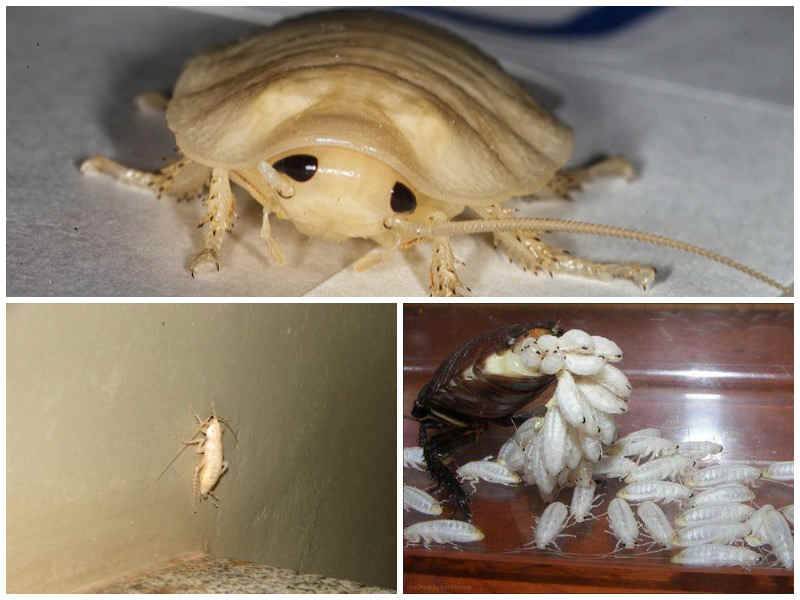 Таракан альбинос и другие мифы о белых насекомых в доме