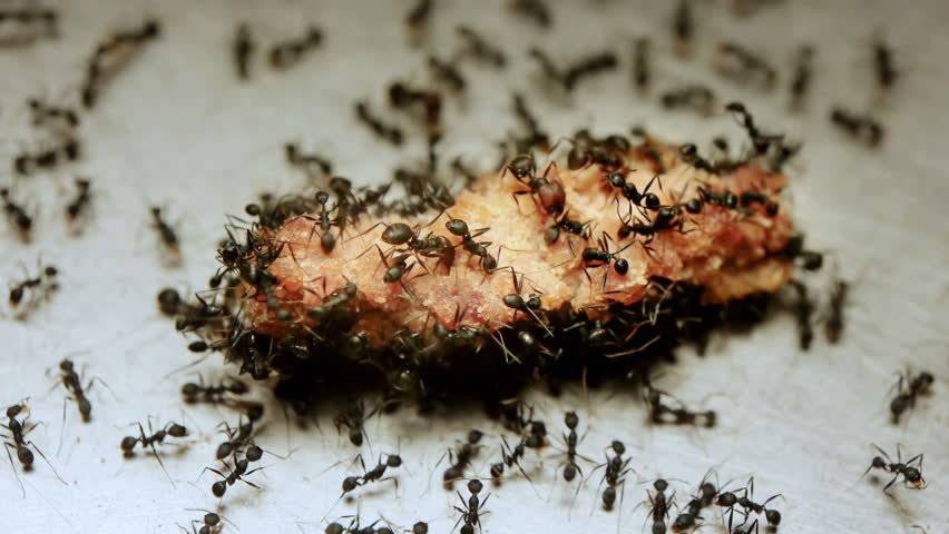 Какие запахи отпугивают тараканов и как их применять для защиты жилища от вредителя