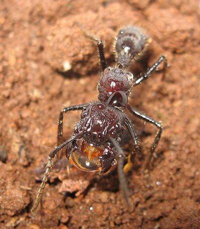 Муравьи убийцы: самые опасные муравьи