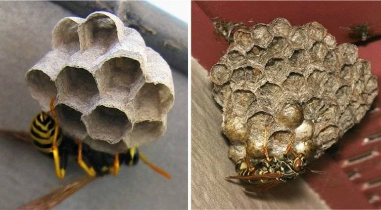 Пчелы на балконе - как от них избавиться? лучшие способы борьбы с осами и пчелами