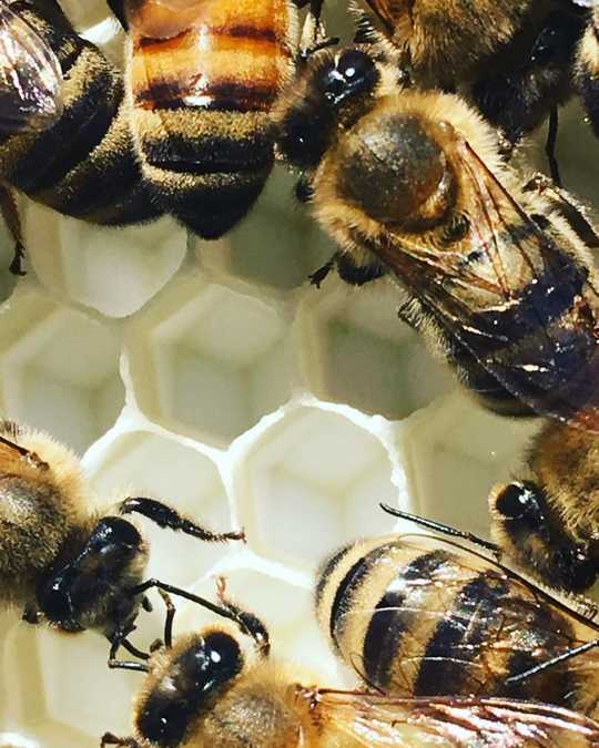 Враги пчел | пчеловодство современности