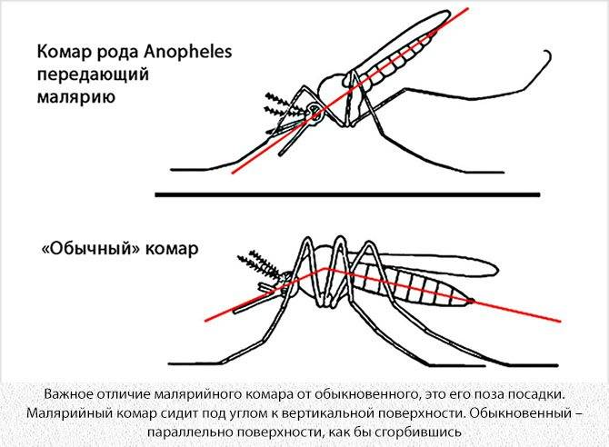 Большие комары: кусаются или нет долгоножки с большими ногами