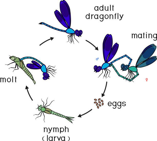 Чем питаются стрекозы – описание, особенности и интересные факты