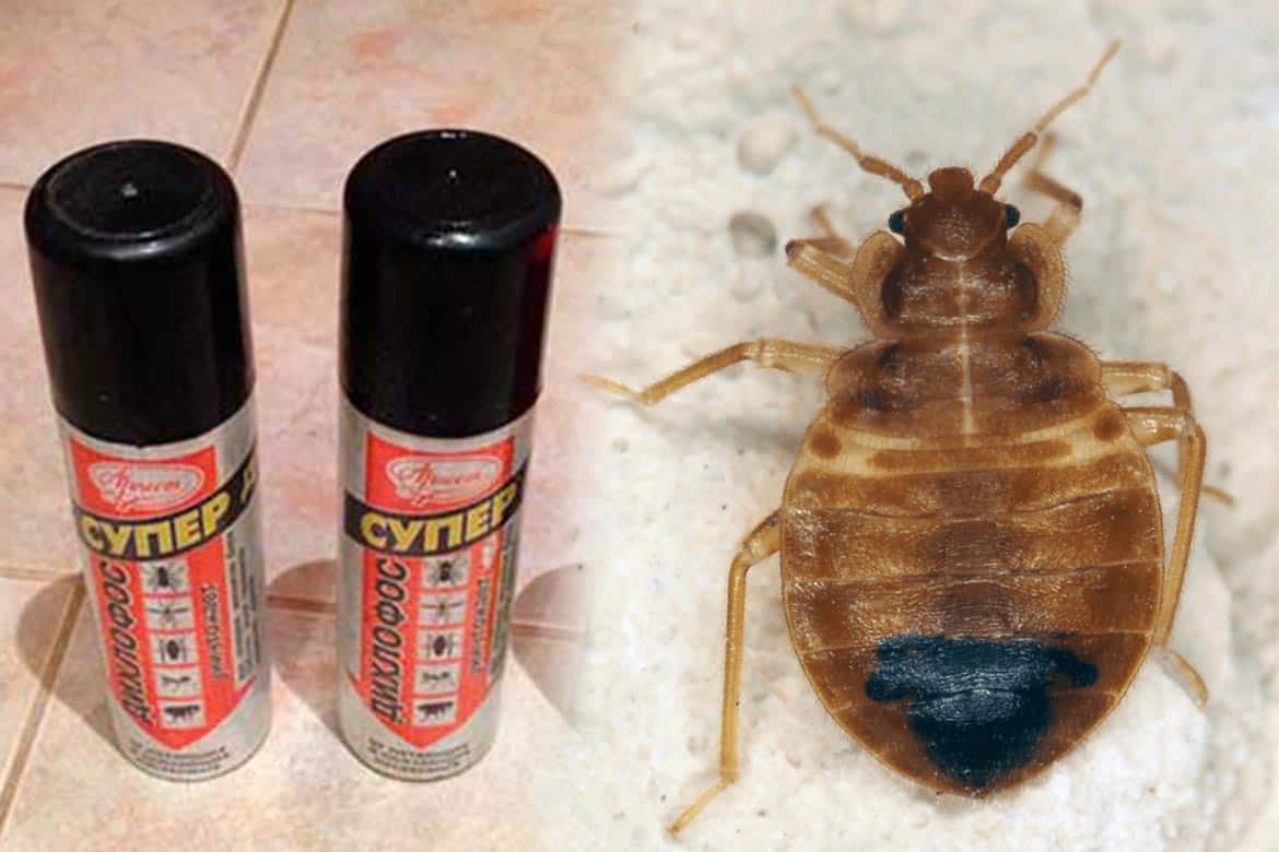 Дихлофос от тараканов: как травить и как он действуют