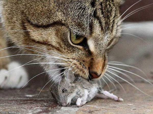 Едят ли мышей кошки и коты