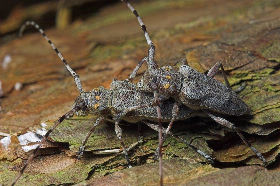 Жук усач Acanthocinus aedilis