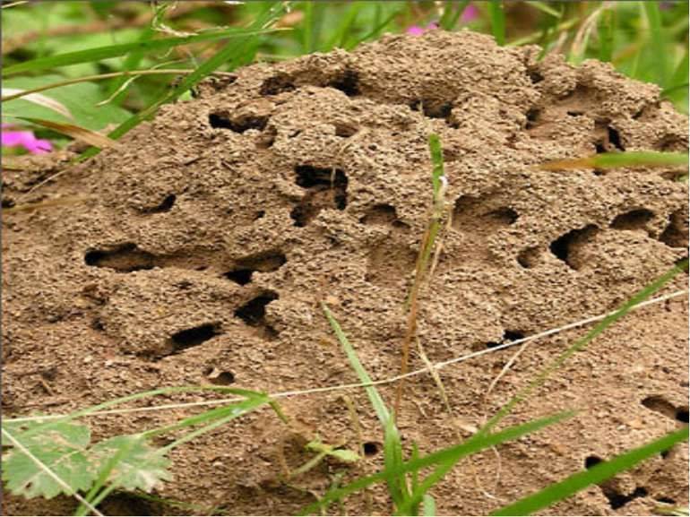Как навсегда избавиться от муравьев на дачном участке: советы бывалых огородников