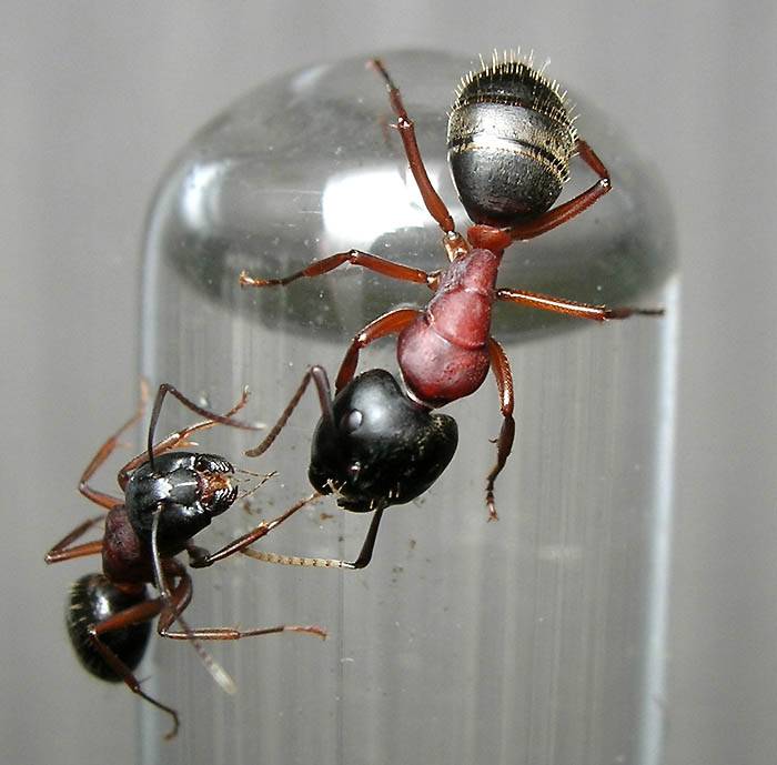 Главные вопросы о муравьиной матке: раскрываем все карты