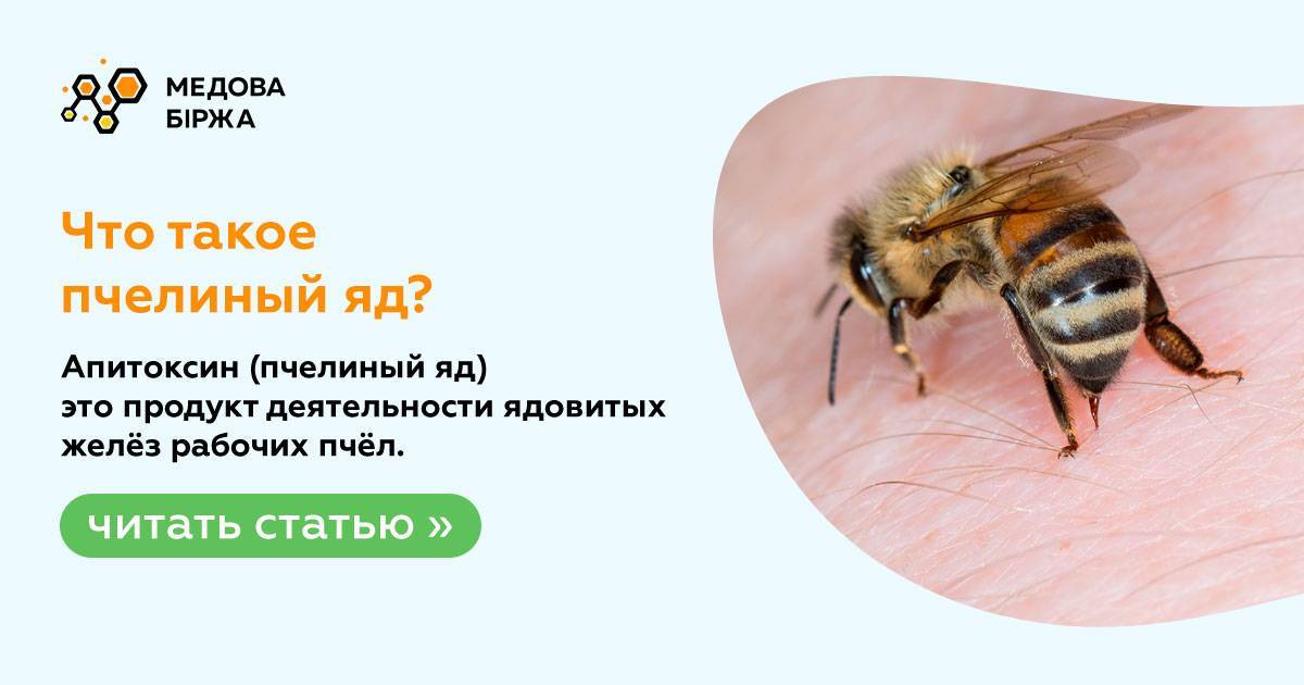 Лечение пчелиными укусами и пчелопродуктами — польза и вред пчелоужаливания для организма
