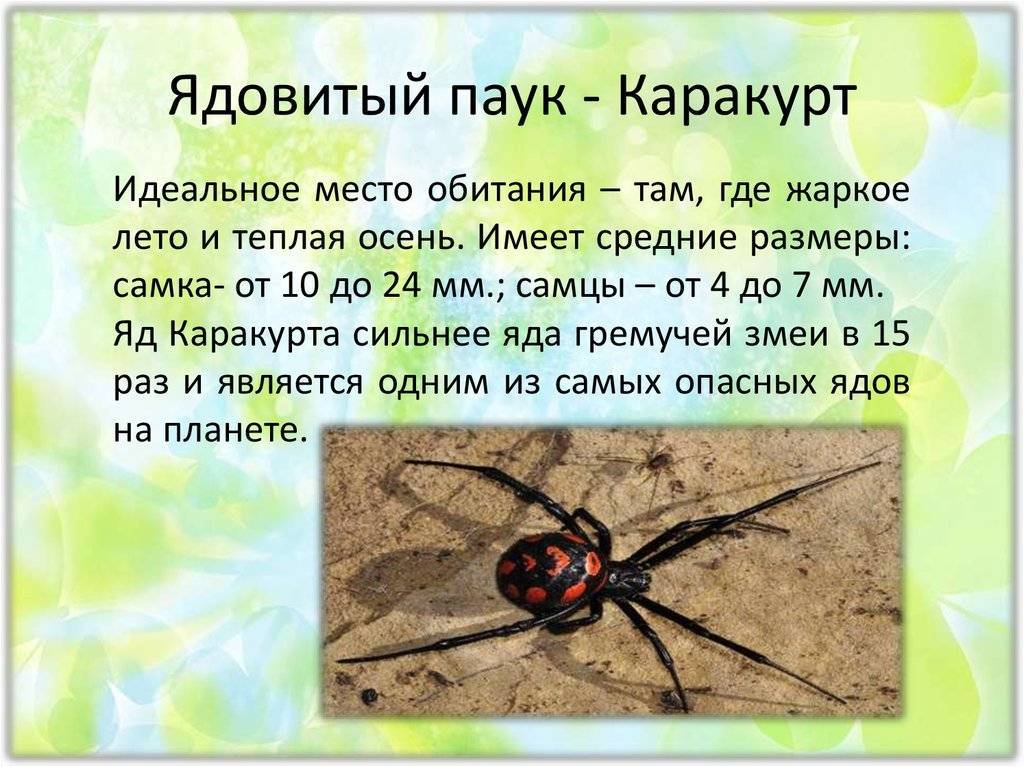 Каракурт паук: описание,фото,размножение,питание,укус,среда обитания | аквариумные рыбки