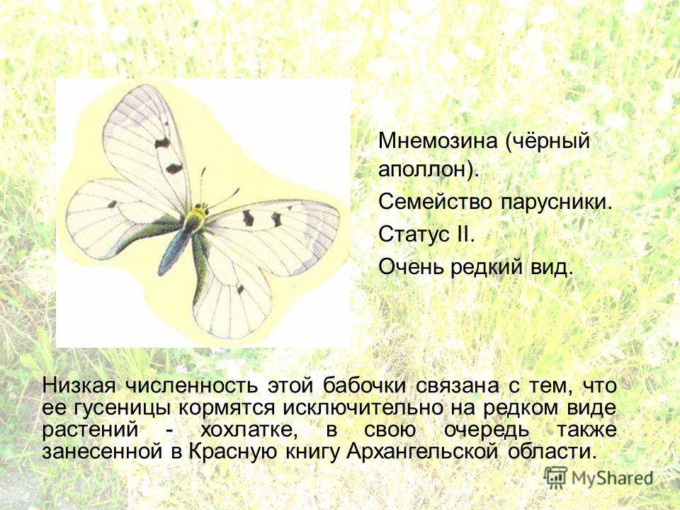 Бабочка – описание, виды, чем питается, где обитает, фото