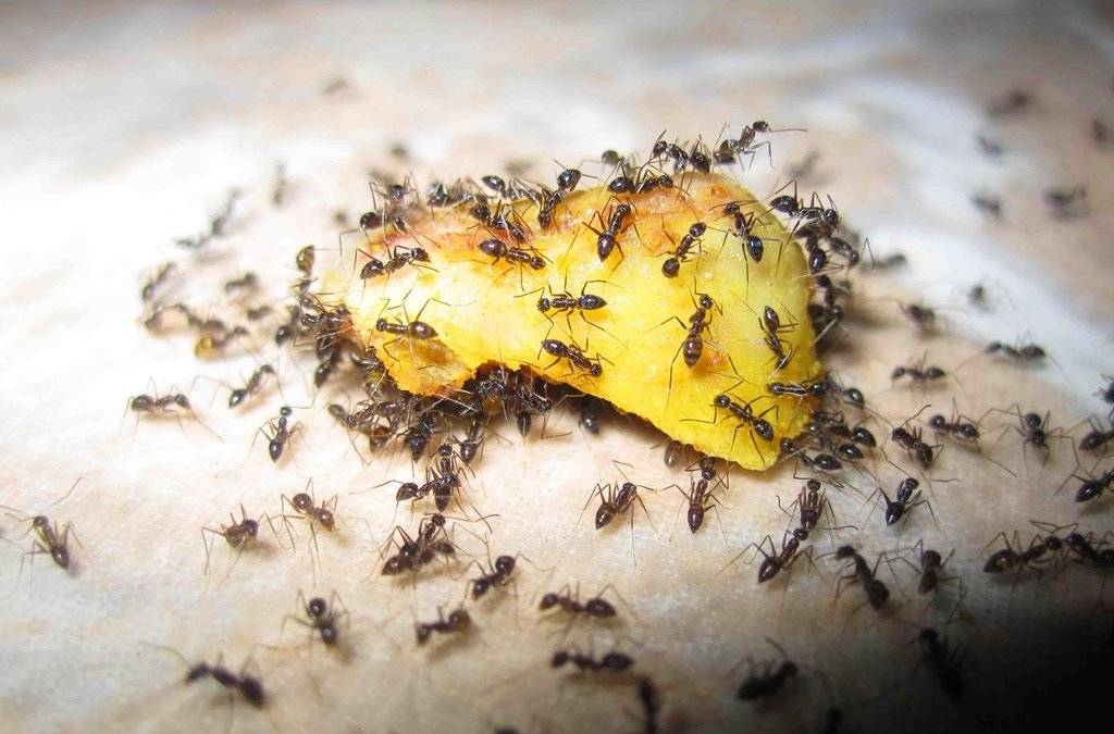 Желтые муравьи: как избавиться бороться вывести в квартире дома навсегда, средства