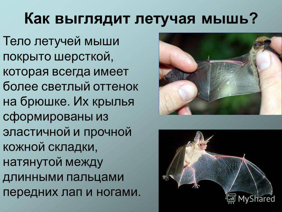 Летучая мышь: описание. жизнь в природной среде  :: syl.ru