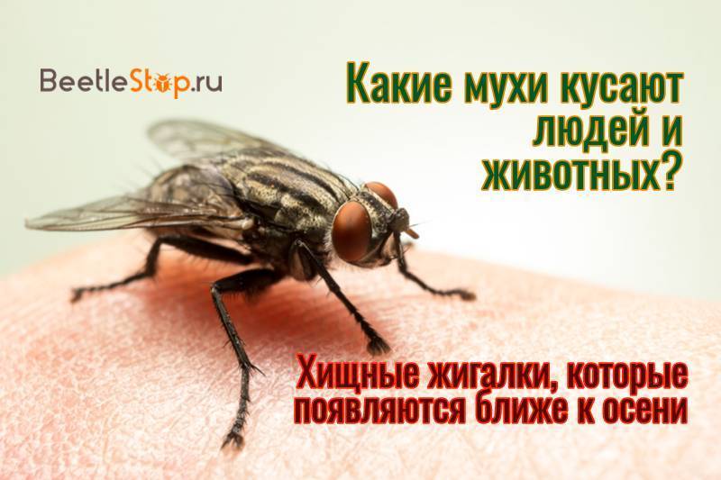 Как избавиться от ростковой мухи: естественные враги, инсектициды и народные методы