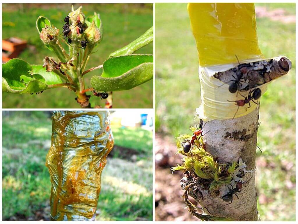 6 способов избавиться от муравьев на деревьях в саду