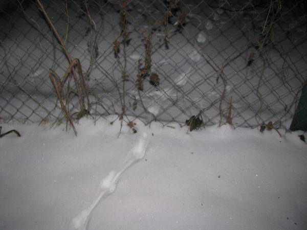 Следы мыши на снегу