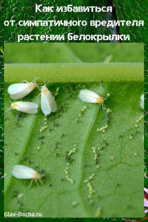 Вредитель комнатных растений - белокрылка: виды насекомого и способы борьбы с ним