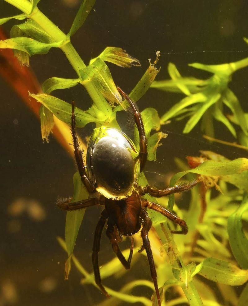 Водяной паук-серебрянка, описание вида