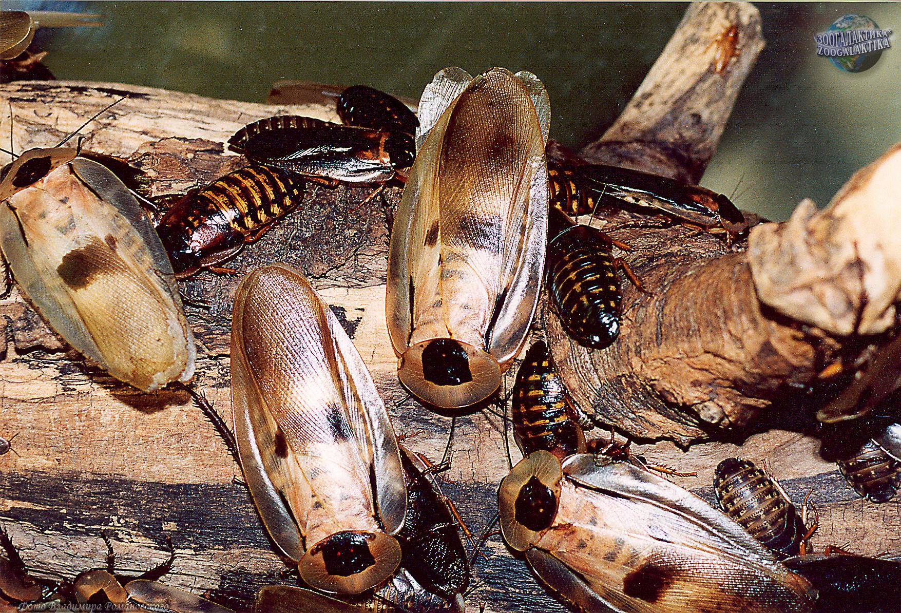 Кубинский таракан или мертвая голова в домашнем инсектарии